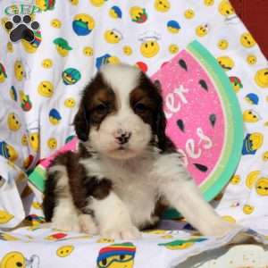 Fabian, Mini Bernedoodle Puppy